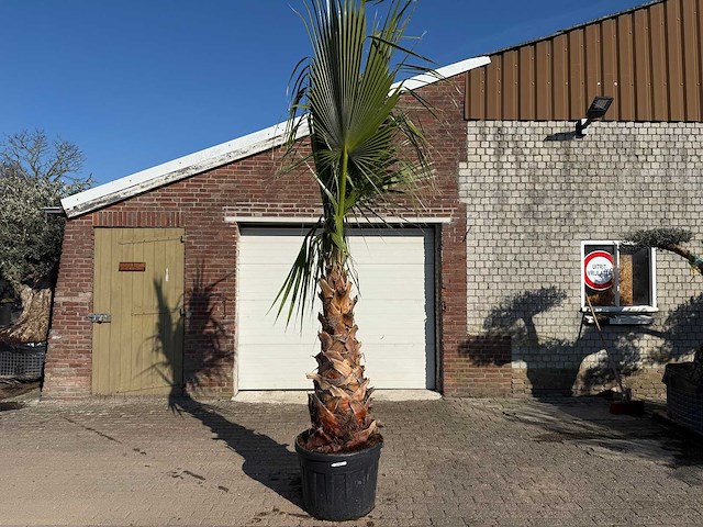 Mexicaanse waaierpalm - washingtonia robusta - hoogte ca. 300 cm - afbeelding 1 van  6