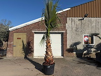 Mexicaanse waaierpalm - washingtonia robusta - hoogte ca. 300 cm - afbeelding 1 van  6