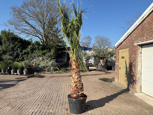 Mexicaanse waaierpalm - washingtonia robusta - hoogte ca. 300 cm - afbeelding 2 van  6