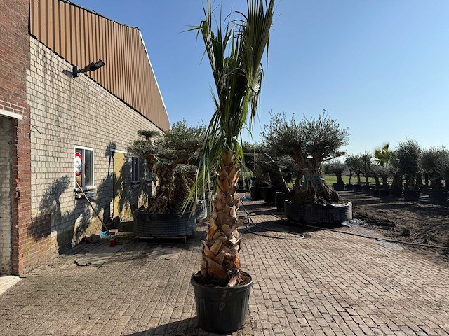Mexicaanse waaierpalm - washingtonia robusta - hoogte ca. 300 cm - afbeelding 3 van  6