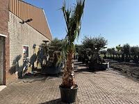 Mexicaanse waaierpalm - washingtonia robusta - hoogte ca. 300 cm - afbeelding 3 van  6