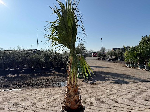 Mexicaanse waaierpalm - washingtonia robusta - hoogte ca. 300 cm - afbeelding 4 van  6