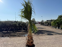 Mexicaanse waaierpalm - washingtonia robusta - hoogte ca. 300 cm - afbeelding 4 van  6