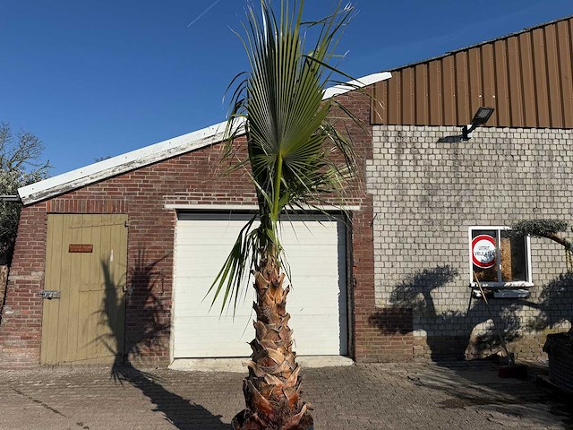 Mexicaanse waaierpalm - washingtonia robusta - hoogte ca. 300 cm - afbeelding 5 van  6