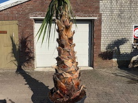 Mexicaanse waaierpalm - washingtonia robusta - hoogte ca. 300 cm - afbeelding 6 van  6