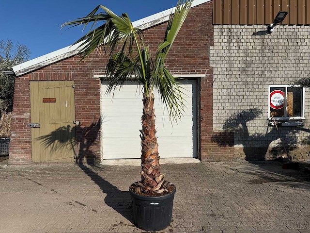 Mexicaanse waaierpalm - washingtonia robusta - hoogte ca. 300 cm - afbeelding 1 van  4