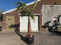 Mexicaanse waaierpalm - washingtonia robusta - hoogte ca. 300 cm - afbeelding 1 van  4