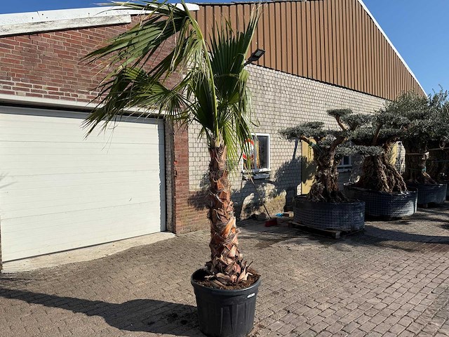 Mexicaanse waaierpalm - washingtonia robusta - hoogte ca. 300 cm - afbeelding 2 van  4