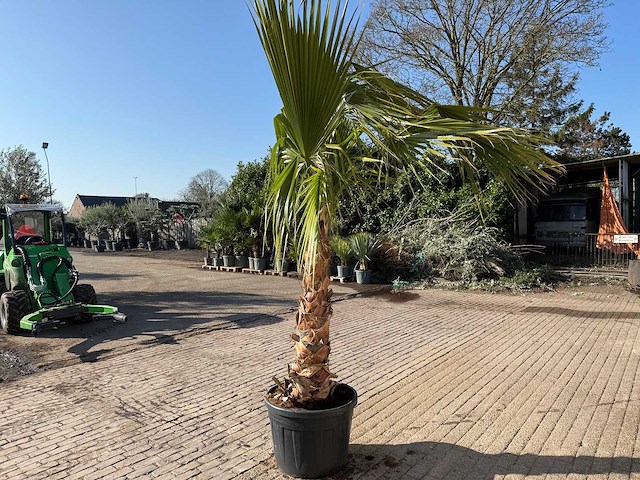 Mexicaanse waaierpalm - washingtonia robusta - hoogte ca. 300 cm - afbeelding 3 van  4