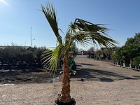 Mexicaanse waaierpalm - washingtonia robusta - hoogte ca. 300 cm - afbeelding 4 van  4