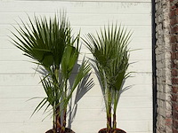 Mexicaanse waaierpalm - washingtonia robusta - mediterrane boom - hoogte ca. 100cm (2x) - afbeelding 2 van  2