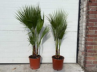 Mexicaanse waaierpalm - washingtonia robusta - mediterrane boom - hoogte ca. 100cm (let op 1x) - afbeelding 1 van  3