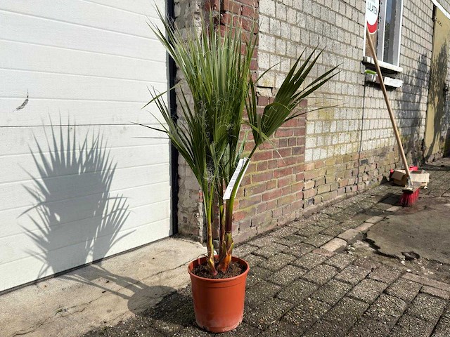 Mexicaanse waaierpalm - washingtonia robusta - mediterrane boom - hoogte ca. 100cm - afbeelding 2 van  3