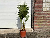 Mexicaanse waaierpalm - washingtonia robusta - mediterrane boom - hoogte ca. 100cm - afbeelding 1 van  3