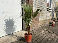 Mexicaanse waaierpalm - washingtonia robusta - mediterrane boom - hoogte ca. 100cm - afbeelding 2 van  3