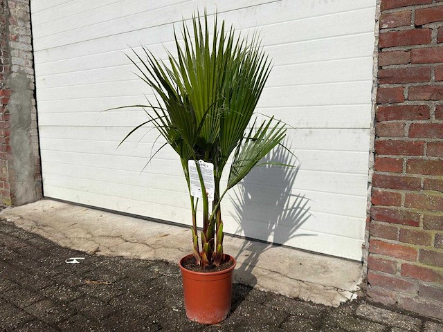 Mexicaanse waaierpalm - washingtonia robusta - mediterrane boom - hoogte ca. 100cm - afbeelding 3 van  3