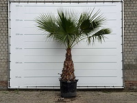 Mexicaanse waaierpalm - washingtonia robusta - stam 100-120 cm - hoogte ca. 260 cm - afbeelding 1 van  5