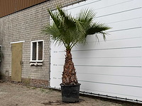Mexicaanse waaierpalm - washingtonia robusta - stam 100-120 cm - hoogte ca. 260 cm - afbeelding 2 van  5