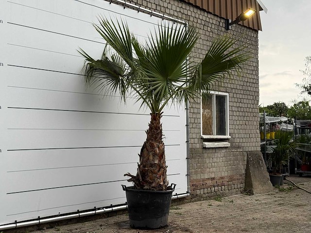 Mexicaanse waaierpalm - washingtonia robusta - stam 100-120 cm - hoogte ca. 260 cm - afbeelding 3 van  5
