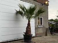 Mexicaanse waaierpalm - washingtonia robusta - stam 100-120 cm - hoogte ca. 260 cm - afbeelding 3 van  5