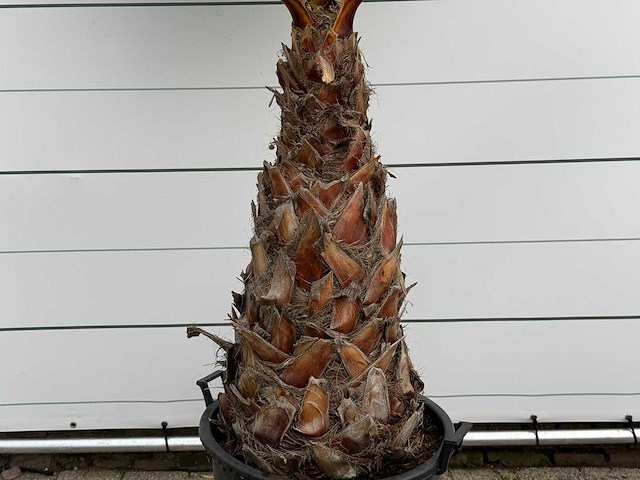 Mexicaanse waaierpalm - washingtonia robusta - stam 100-120 cm - hoogte ca. 260 cm - afbeelding 4 van  5