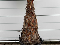 Mexicaanse waaierpalm - washingtonia robusta - stam 100-120 cm - hoogte ca. 260 cm - afbeelding 4 van  5