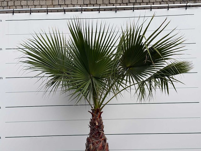 Mexicaanse waaierpalm - washingtonia robusta - stam 100-120 cm - hoogte ca. 260 cm - afbeelding 5 van  5