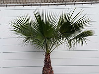 Mexicaanse waaierpalm - washingtonia robusta - stam 100-120 cm - hoogte ca. 260 cm - afbeelding 5 van  5