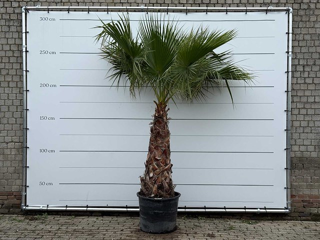 Mexicaanse waaierpalm - washingtonia robusta - stam 100-120 cm - hoogte ca. 280 cm - afbeelding 1 van  5