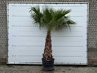 Mexicaanse waaierpalm - washingtonia robusta - stam 100-120 cm - hoogte ca. 280 cm - afbeelding 1 van  5