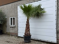 Mexicaanse waaierpalm - washingtonia robusta - stam 100-120 cm - hoogte ca. 280 cm - afbeelding 2 van  5