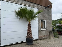 Mexicaanse waaierpalm - washingtonia robusta - stam 100-120 cm - hoogte ca. 280 cm - afbeelding 3 van  5