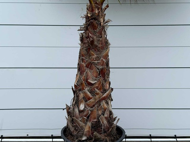 Mexicaanse waaierpalm - washingtonia robusta - stam 100-120 cm - hoogte ca. 280 cm - afbeelding 4 van  5