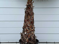 Mexicaanse waaierpalm - washingtonia robusta - stam 100-120 cm - hoogte ca. 280 cm - afbeelding 4 van  5