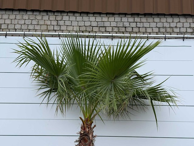 Mexicaanse waaierpalm - washingtonia robusta - stam 100-120 cm - hoogte ca. 280 cm - afbeelding 5 van  5