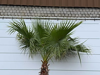 Mexicaanse waaierpalm - washingtonia robusta - stam 100-120 cm - hoogte ca. 280 cm - afbeelding 5 van  5
