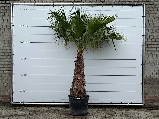 Mexicaanse waaierpalm - washingtonia robusta - stam 100-120 cm - hoogte ca. 280 cm - afbeelding 1 van  5