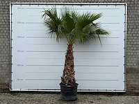 Mexicaanse waaierpalm - washingtonia robusta - stam 100-120 cm - hoogte ca. 280 cm