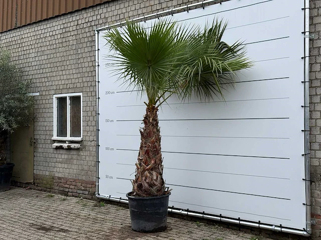 Mexicaanse waaierpalm - washingtonia robusta - stam 100-120 cm - hoogte ca. 280 cm - afbeelding 2 van  5