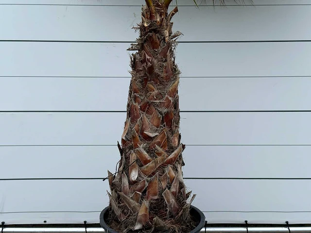Mexicaanse waaierpalm - washingtonia robusta - stam 100-120 cm - hoogte ca. 280 cm - afbeelding 4 van  5