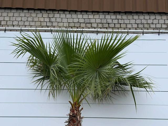 Mexicaanse waaierpalm - washingtonia robusta - stam 100-120 cm - hoogte ca. 280 cm - afbeelding 5 van  5