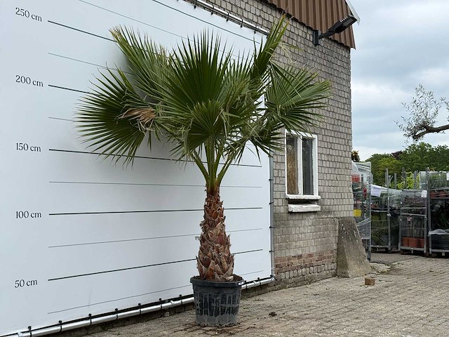 Mexicaanse waaierpalm - washingtonia robusta - stam 100 cm - hoogte ca. 280 cm - afbeelding 3 van  3