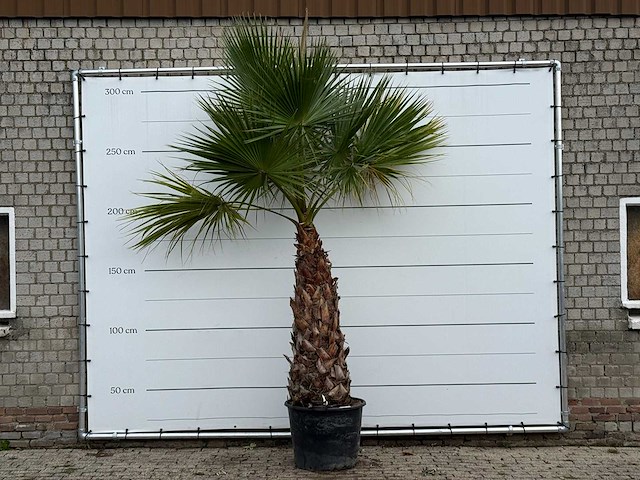 Mexicaanse waaierpalm - washingtonia robusta - stam 120-140 cm - hoogte ca. 250 cm - afbeelding 1 van  3