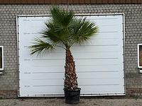 Mexicaanse waaierpalm - washingtonia robusta - stam 120-140 cm - hoogte ca. 250 cm - afbeelding 1 van  3