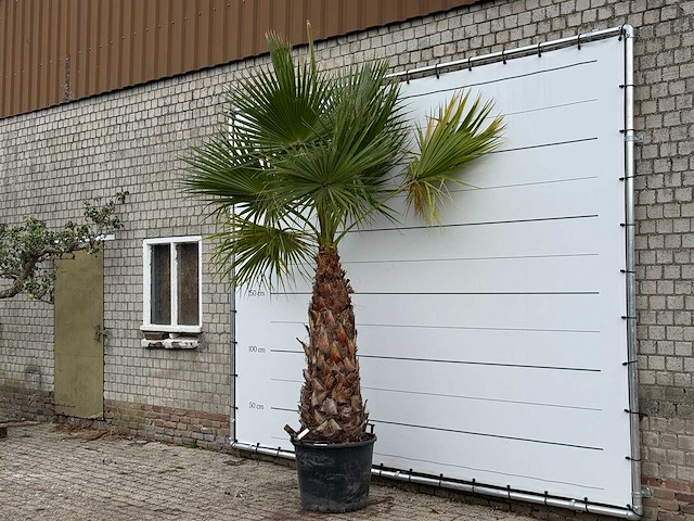 Mexicaanse waaierpalm - washingtonia robusta - stam 120-140 cm - hoogte ca. 250 cm - afbeelding 2 van  3