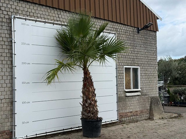 Mexicaanse waaierpalm - washingtonia robusta - stam 120-140 cm - hoogte ca. 250 cm - afbeelding 3 van  3