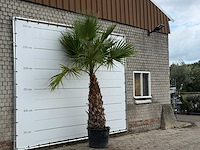 Mexicaanse waaierpalm - washingtonia robusta - stam 120-140 cm - hoogte ca. 250 cm - afbeelding 3 van  3