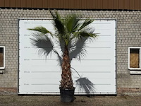 Mexicaanse waaierpalm - washingtonia robusta - stam 120-140 cm - hoogte ca. 280 cm - afbeelding 1 van  4