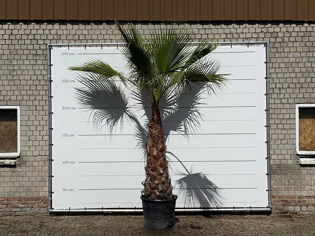 Mexicaanse waaierpalm - washingtonia robusta - stam 120-140 cm - hoogte ca. 280 cm - afbeelding 2 van  4