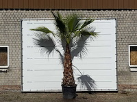 Mexicaanse waaierpalm - washingtonia robusta - stam 120-140 cm - hoogte ca. 280 cm - afbeelding 2 van  4